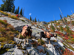 18-month-old pack goat prospects during an off-trail field trial in the Selway-Bitterroot Wilderness