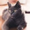 Thumbnail: Russian Blue