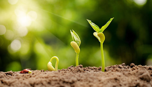 shutterstock_533124349.jpg
