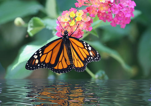 shutterstock_3091413.jpg