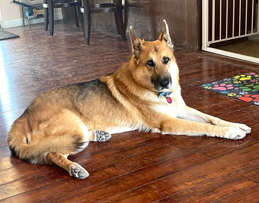 German shepherd sanctuary sale