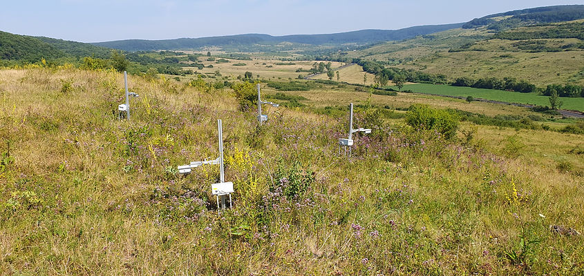 cam-traps in abandoned meadow.jpg
