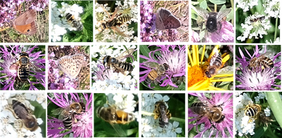 Romania camtrap insects.png