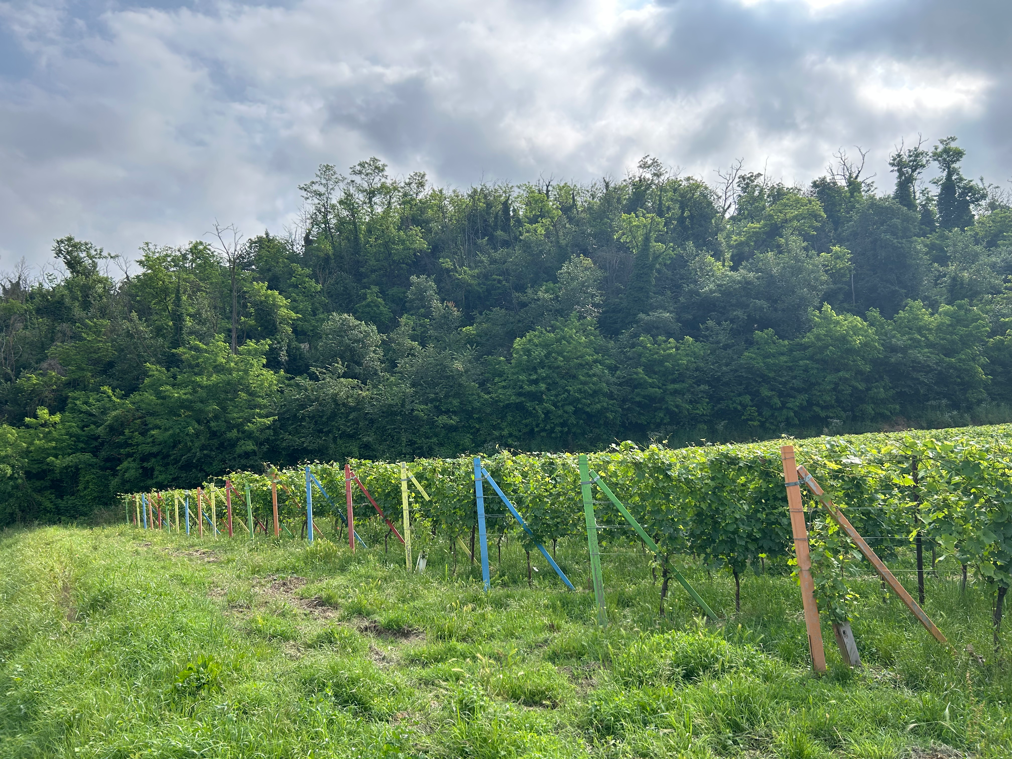 Nizza DOCG vineyards