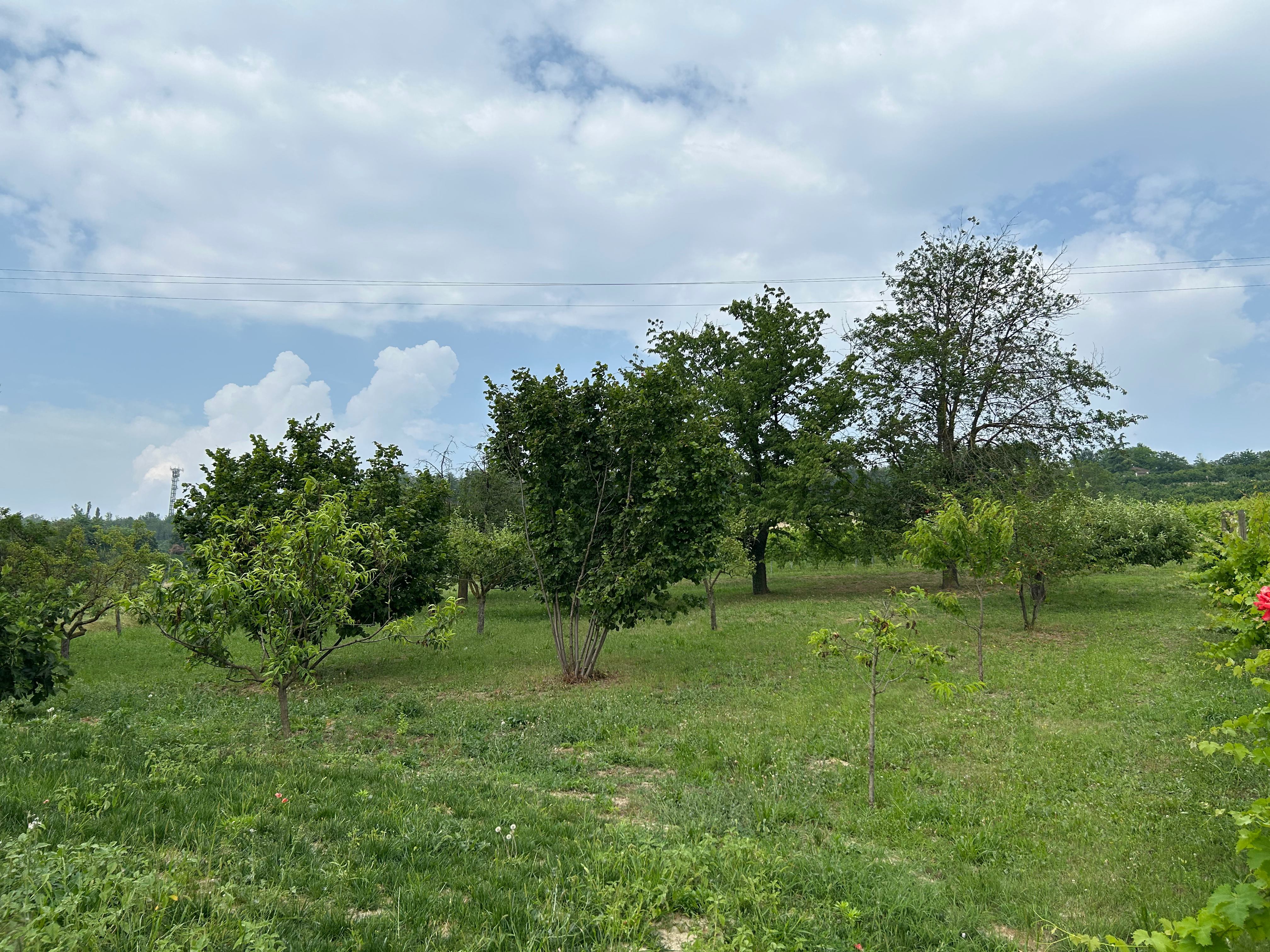 Orchard and vineyard edge