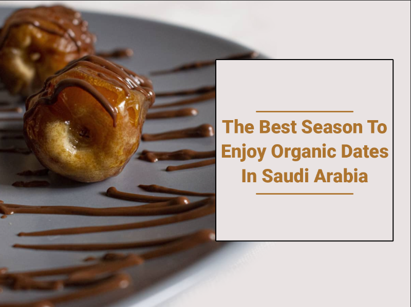 The Best Season To Enjoy Organic Dates in Saudi Arabia