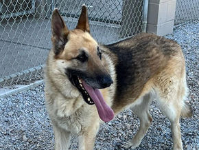 August Pet Adoption Highlight