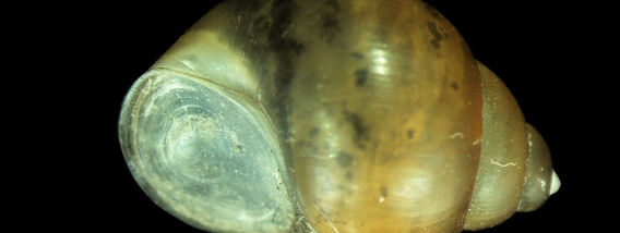 Bithynia tentaculata