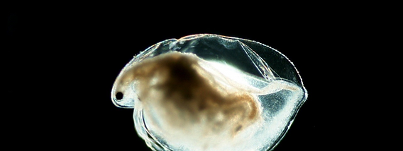 Ceriodaphnia rigaudi