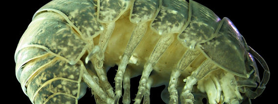 Armadillidium vulgare