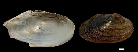 Anodonta cygnea