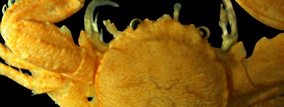 Pisidia longicornis