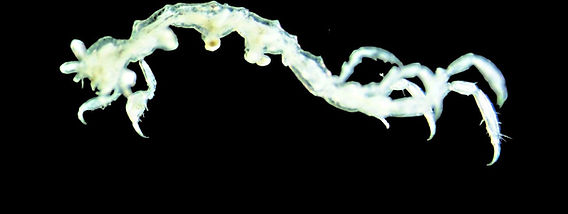 Caprella acanthifera