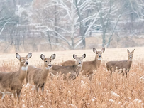 Multiple deer in a field.