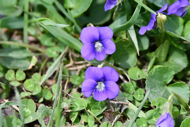 Common blue violets bloom amidst lush green leaves and grass, creating a vivid, natural scene with a serene mood.