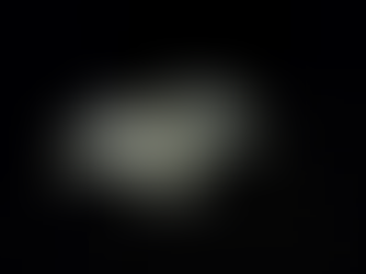 A barn owl on a black background.