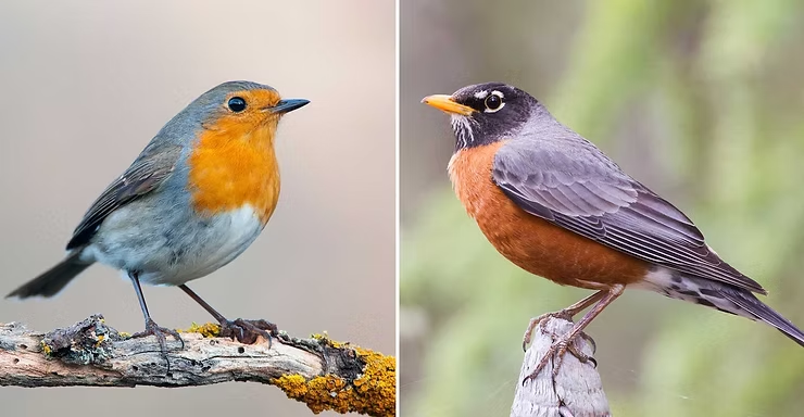 Two seperate pictures: left, an European robin with orange belly, gray wings; right, an American Robin with a red-brown belly.
