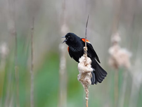 A red-winged blackbird on cattail