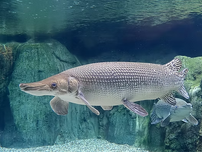 An alligator gar swimming.