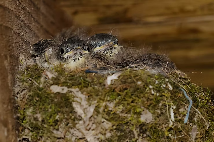 Four baby birds nestled in a mossy nest inside a wooden structure, peering out closely together. The setting is warm and earthy.