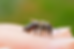A bee rests on a person's finger against a blurred green background, highlighting its delicate wings and fuzzy body.