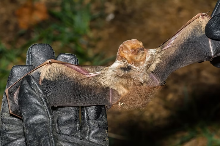 A bat with extended wings is gently held by gloved hands. The bat's fur is brown and cream, set against a blurred natural background.