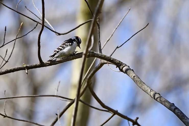 A small bird with a black and white pattern and a red patch on its head perches on a bare tree branch against a clear blue sky.