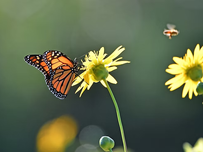 A monarch butterfly on a flower.