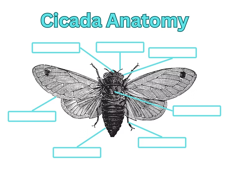 Illustration of a cicada anatomy labeled with blank boxes. Black ink drawing on white background. Title "Cicada Anatomy" in teal text.