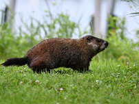 A groundhog in a grass area.