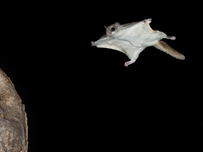 Southern flying squirrels glide using skin flaps called patagia and are active only at night. They live in mature forests across Illinois and are the smallest local tree squirrel. Omnivores, they eat nuts, fruit, fungi, insects, and even carrion. They nest in tree cavities, often in old woodpecker nests, and help forests by spreading seeds and eating pests. They breed twice a year and raise litters of 2–5 young.