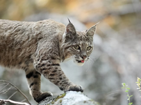 A close up of a bobcat.