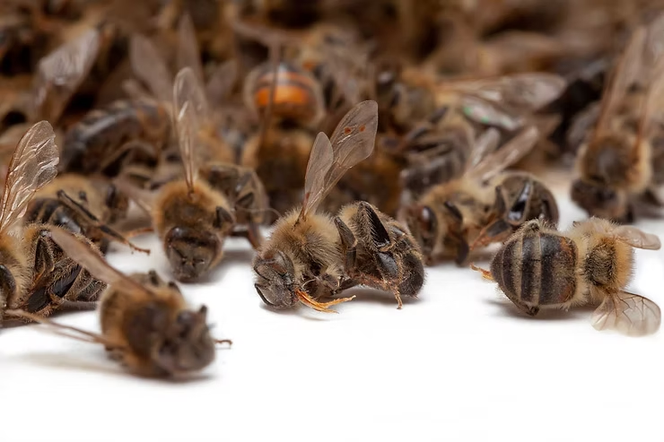 Close-up of numerous dead bees lying on a white surface, wings visible.