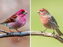 A purple finch (left) and a house finch (right).