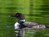 A common loon swimming in water.