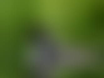 A common loon swimming in water.