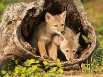 Two young coyotes.