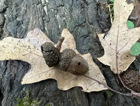 Acorn on a leaf. The acorn has a whole most likely created by Acorn weevils.