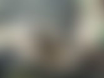 Acorn on a leaf. The acorn has a whole most likely created by Acorn weevils.