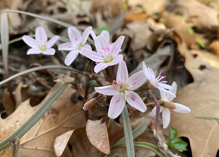 Delicate pink flowers with striped petals bloom among dry brown leaves on the ground, creating a serene, natural setting.