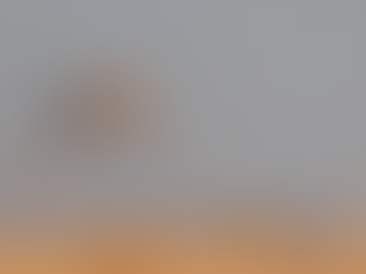 A northern harrier in the sky.