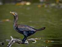A double-crested cormorant on a branch by the water.