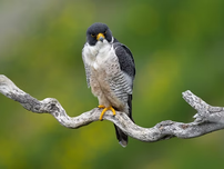 A peregrine falcon on a branch.