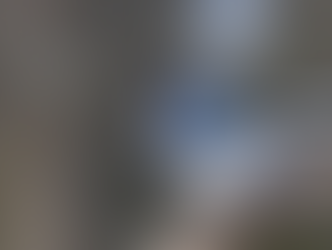 A blue jay on a branch.