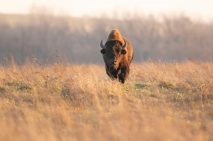 Bison standing in a grassy field during sunset. Background features blurred trees. The scene is calm and natural with warm tones.