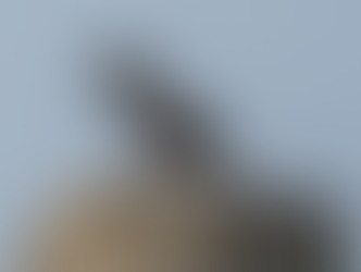 A European starling.