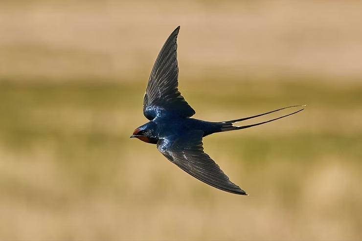 A swift blue swallow with a red throat soars through a blurred tan and green background, showcasing its long tail and outstretched wings.