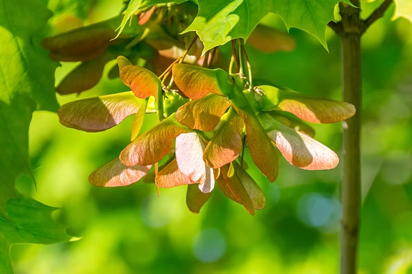 Samaras hanging from a branch, bathed in sunlight. Vibrant green leaves surround the seeds with a blurred green background.