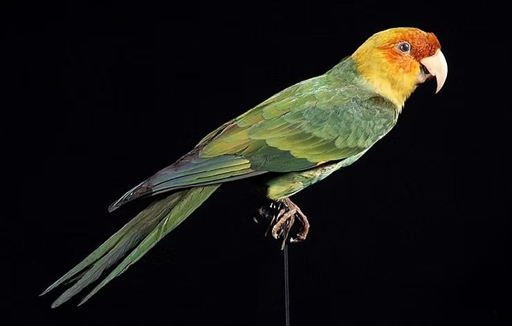 A mounted parakeet with green feathers and an orange face perched on a stick against a black background. It appears calm and still.