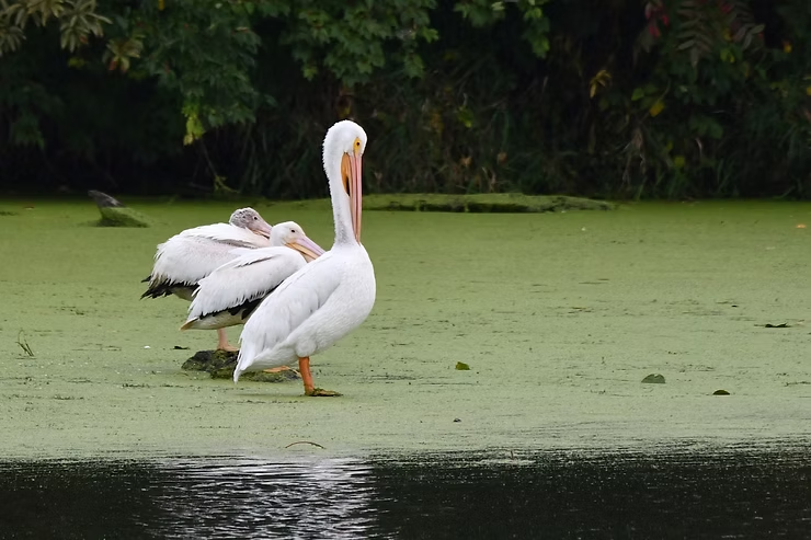 Three pelicans stand in green, algae-covered water with dense green foliage in the background.